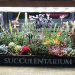 コーナンの寄せ植えの一覧 Greensnap グリーンスナップ