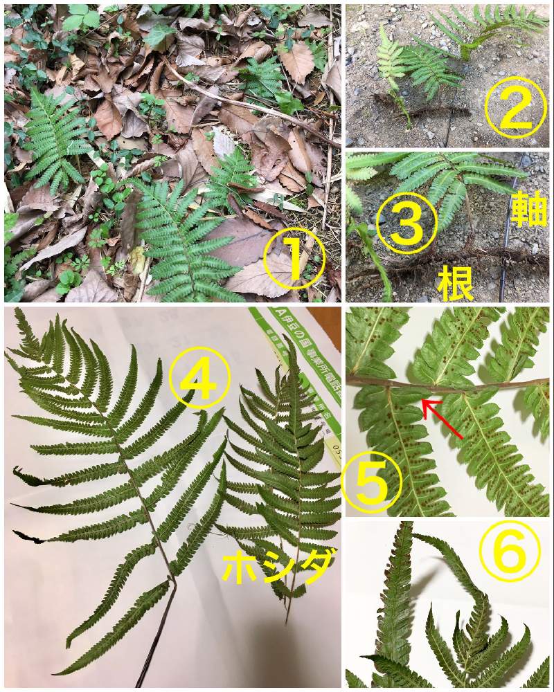 ホシダの投稿画像 By 椎茸さん 野良羊歯と普及シダを愛でる会集会所5とご安全にーと普及シダを愛でる会としぞーか勢と羊歯植物 と立ち上がろう 晴れの国 とシダ植物と頑張れ えっこと静岡県とgs植物うちなーぐち会 19月1月13日 Greensnap グリーンスナップ
