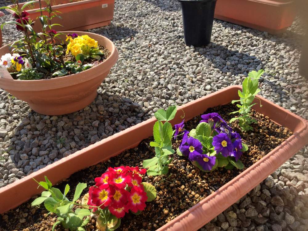 新着プランター 花 育て方 最高の花の画像