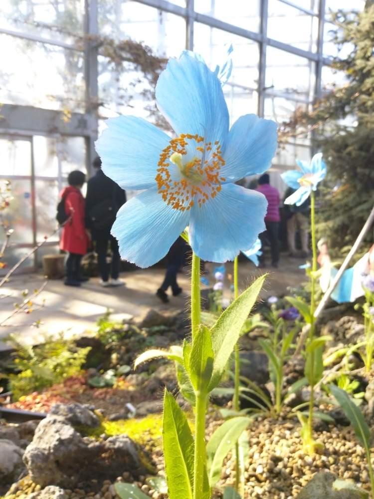 幻の植物の投稿画像 By Sakiさん 青いケシとブルーポピー とgs映えと珍しいと綺麗な花色と美しいと綺麗と幻の花と珍奇植物とかわいい 19月1月13日 Greensnap グリーンスナップ