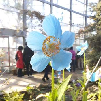 幻の花の画像 by Sakiさん | お出かけ先と幻の植物と青いケシとブルーポピー♡とGS映えと珍しいと綺麗な花色と美しいと綺麗と幻の花と珍奇植物とかわいい