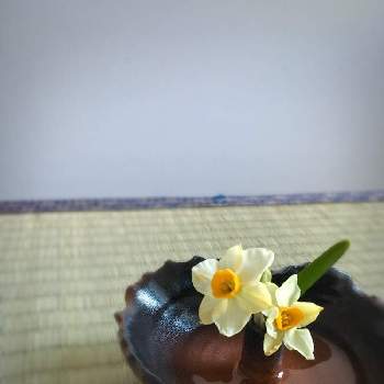 和のうつわの画像 by マキアートさん | 部屋と越前水仙とスイセンとちょこっと花と癒しと大好きとお花のある暮らしと和のうつわとかわいいな♡といい香り♡