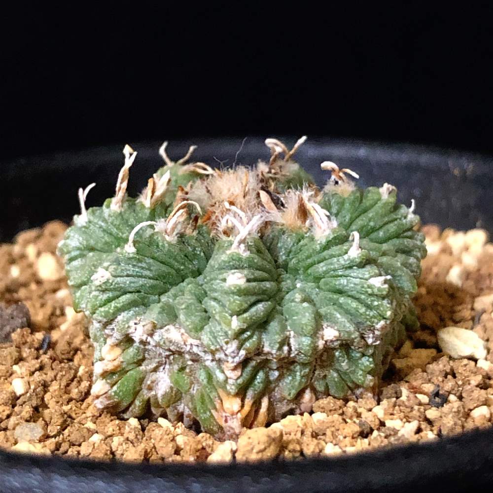 花籠の投稿画像 By Akixさん アズテキウム リッテリとサボテン科と成長記録と記録撮影と窓辺と花籠 Akixとサボテン科と成長記録と記録撮影と花籠 Akix 19月1月14日 Greensnap グリーンスナップ Greensnap グリーンスナップ