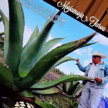 テキーラの投稿画像一覧 Greensnap グリーンスナップ