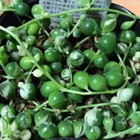斑入りグリーンネックレス,部屋の画像