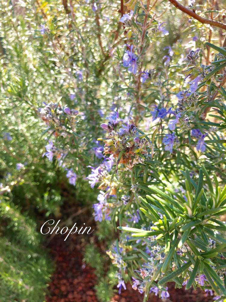 ローズマリーの投稿画像 By Chopin ショパン さん ムラサキの花とローズマリーの花とローズマリー とうちの庭といい天気とシソ科と冬の庭とナチュラルガーデンとお庭と暮らすと料理とハーブのある暮らしとナチュラルスタイルとガーデニングと紫の花とiphone撮影とうちの