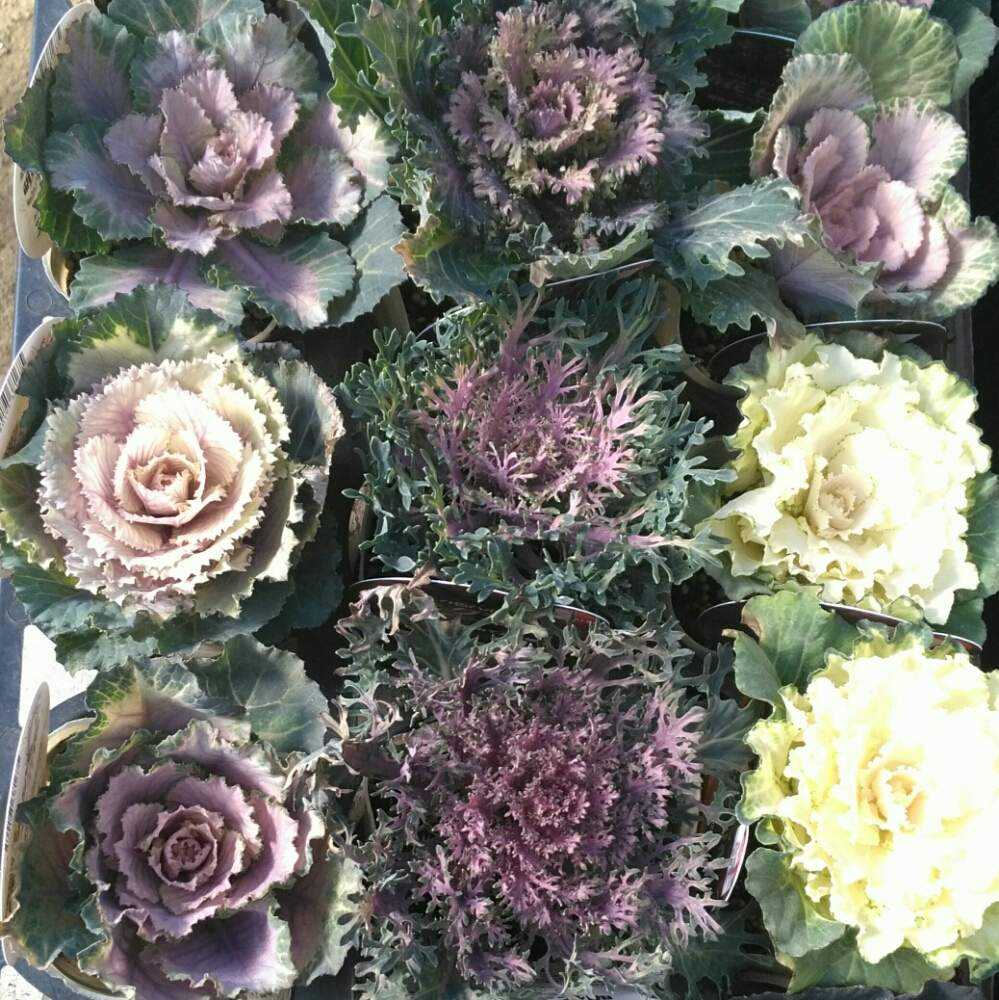 札幌百合が原公園温室 葉ボタンと育種ビオラの素敵な世界展 Greensnap グリーンスナップ