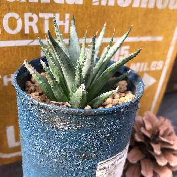 アロエみたいの投稿画像一覧 Greensnap グリーンスナップ