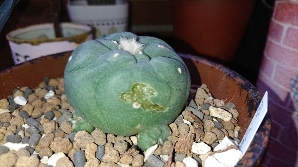 サボテン ロホホラ属 翠冠玉の投稿画像 By 忘備録さん サボテン科とひやみかち日本 とgs映えとgs日和と食害と朝の一枚と植中毒とタニラーと立ち上がろう 晴れの国 と珍奇植物と前に進もう 晴れの国 とリメイク鉢とバルコニストとgs植物うちなーぐち会 19月1