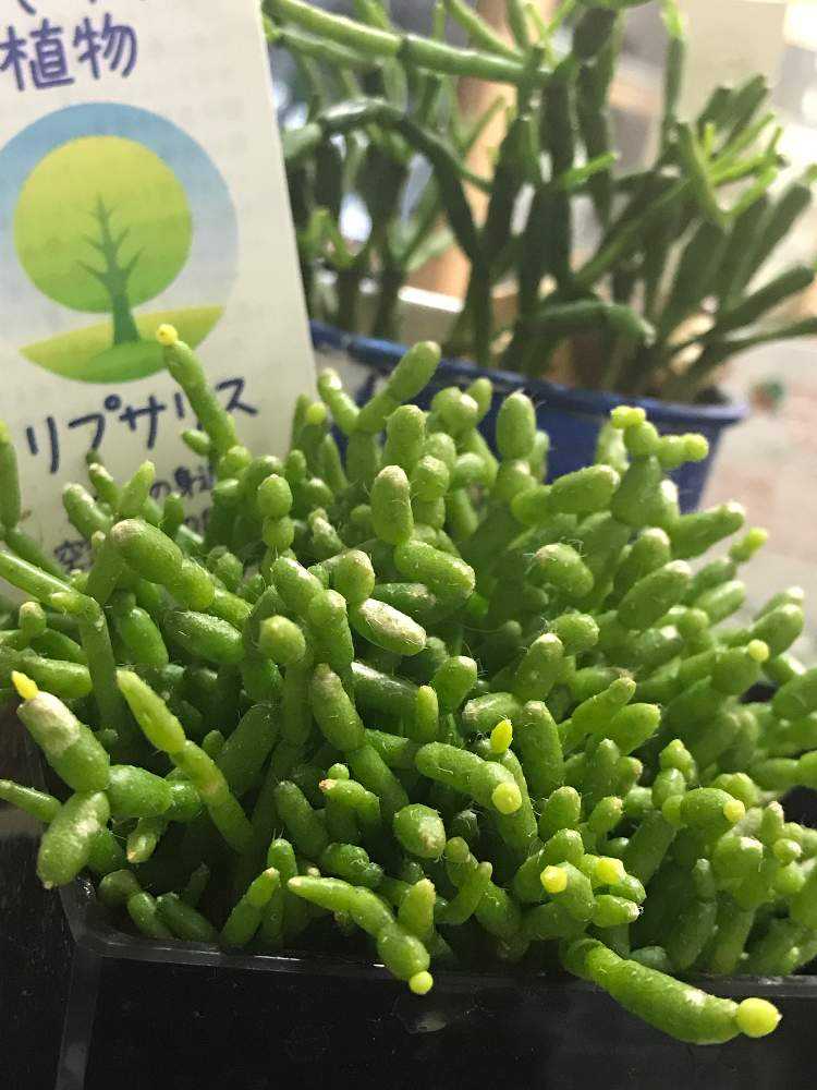 リプサリスサルコイアシ 抜き苗サボテン 猿恋葦｜園芸日記byねぃさん