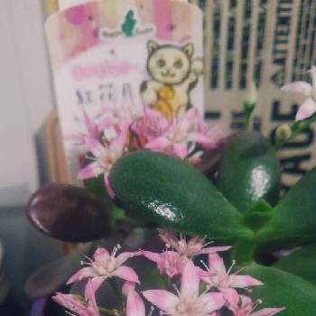 バローホームセンターの投稿画像一覧 Greensnap グリーンスナップ