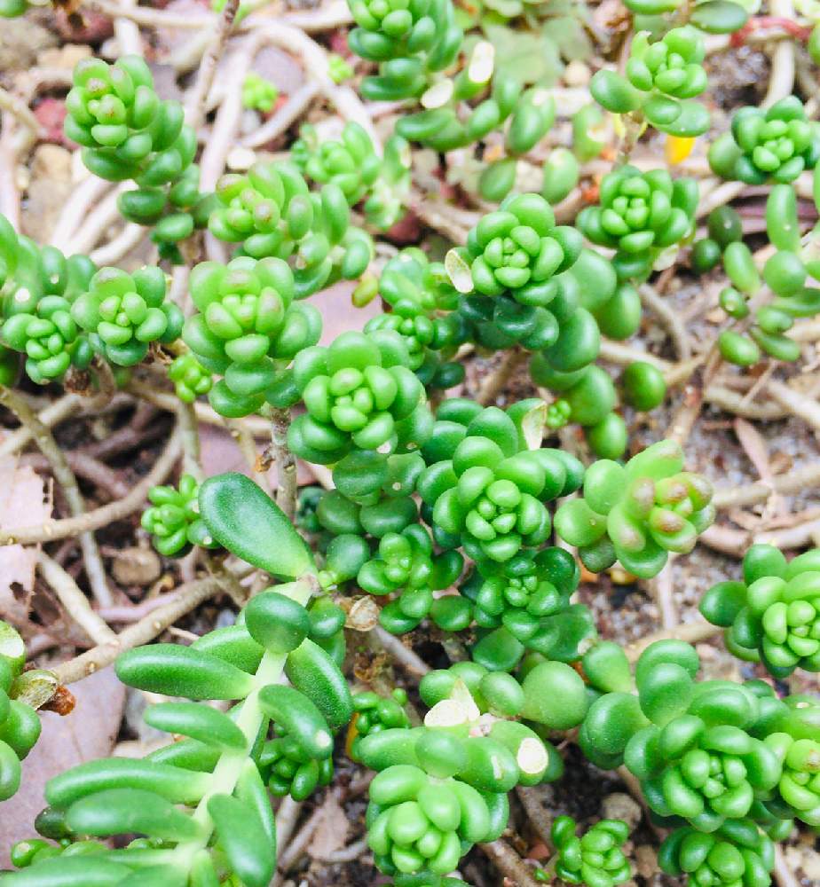 ガーデニングの投稿画像 By Chibichapiさん セダム属と植物のある暮らしと多肉植物と5年ものと多肉さん地植え 19月1月15日 Greensnap グリーンスナップ