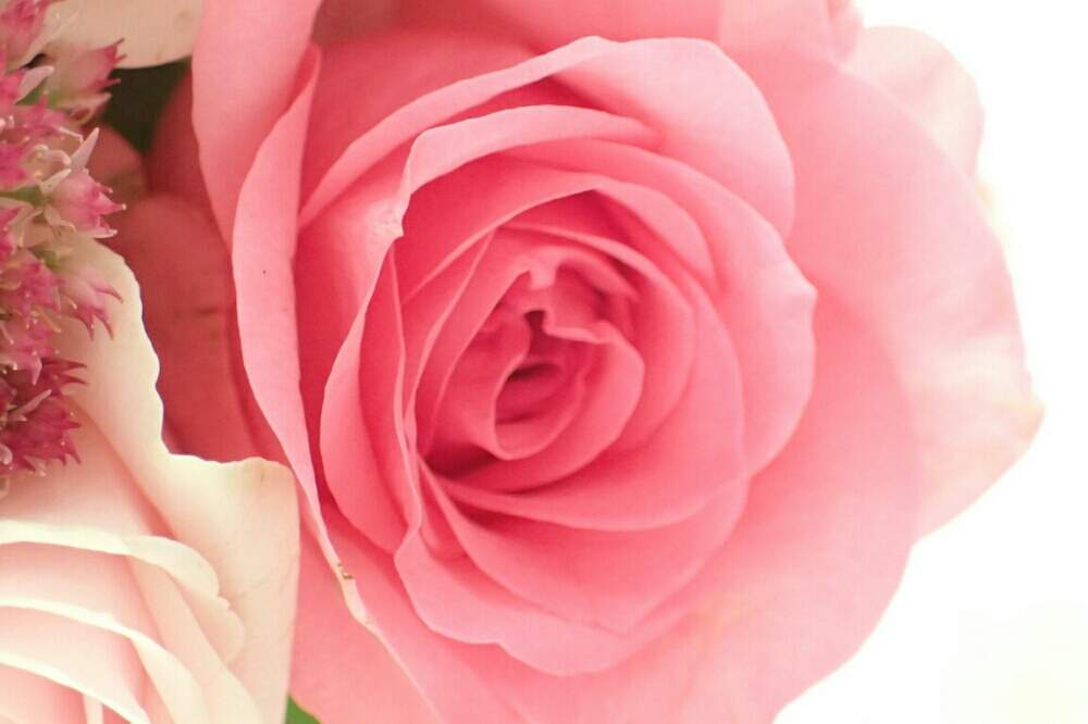 ピンク ピンク ピンク の投稿画像 By Cotton Roseさん 薔薇 と薔薇に魅せられてと花の写真と花のある生活と花の写真で癒されると薔薇が好きと花のある暮らしと花が好き 19月1月16日 Greensnap グリーンスナップ