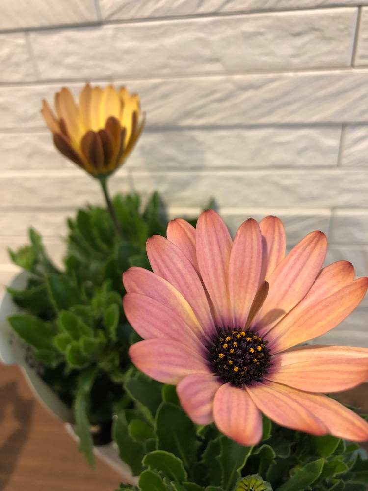 オステオスペルマムの投稿画像 By ざらしさん 玄関とやさしい色 とアンティークと花 のある暮らしとふんわり優しい色とかわいいな とやさしい色 とアンティークと花のある暮らしとふんわり優しい色とかわいいな 19月1月16日 Greensnap グリーンスナップ