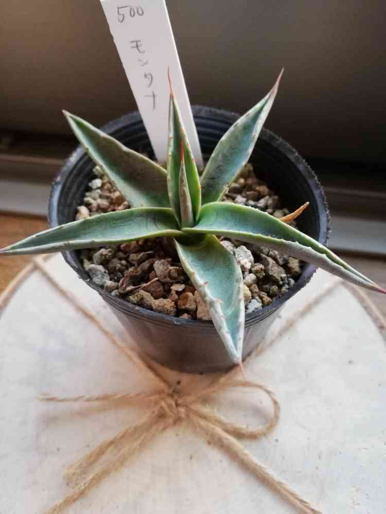 ＫＮ　1円！　アガベ(リュウゼツラン属)　モンタナ　‘ロングスパイン‘　　　0.8Ｍ以下 ＫＮ 1円！ アガベ(リュウゼツラン属) モンタナ \u0027ロングスパイン\u0027 0.8