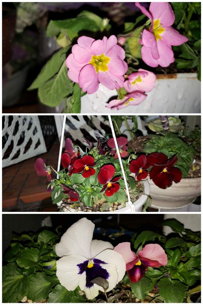 パンジー ビオラの投稿画像 By あやめさん ジュリアンとお庭と暮らすと花のある暮らしとビオラ パンジー 19月1月17日 Greensnap グリーンスナップ