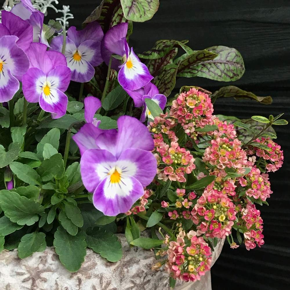 ルメックス の投稿画像 By 苺さん ビオラ パンジーと手作りの庭とお気に入り と葉っぱツヤツヤと葉っぱのある暮らしとgs映えと花のある暮らしとアリッサム とかわいいな とビオラ 今日の様子 19月1月17日 Greensnap グリーンスナップ