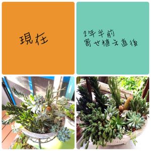 多肉植物の寄植え,多肉植物,育てやすい多肉植物,多肉植物寄せ植え,ガーデニングの画像