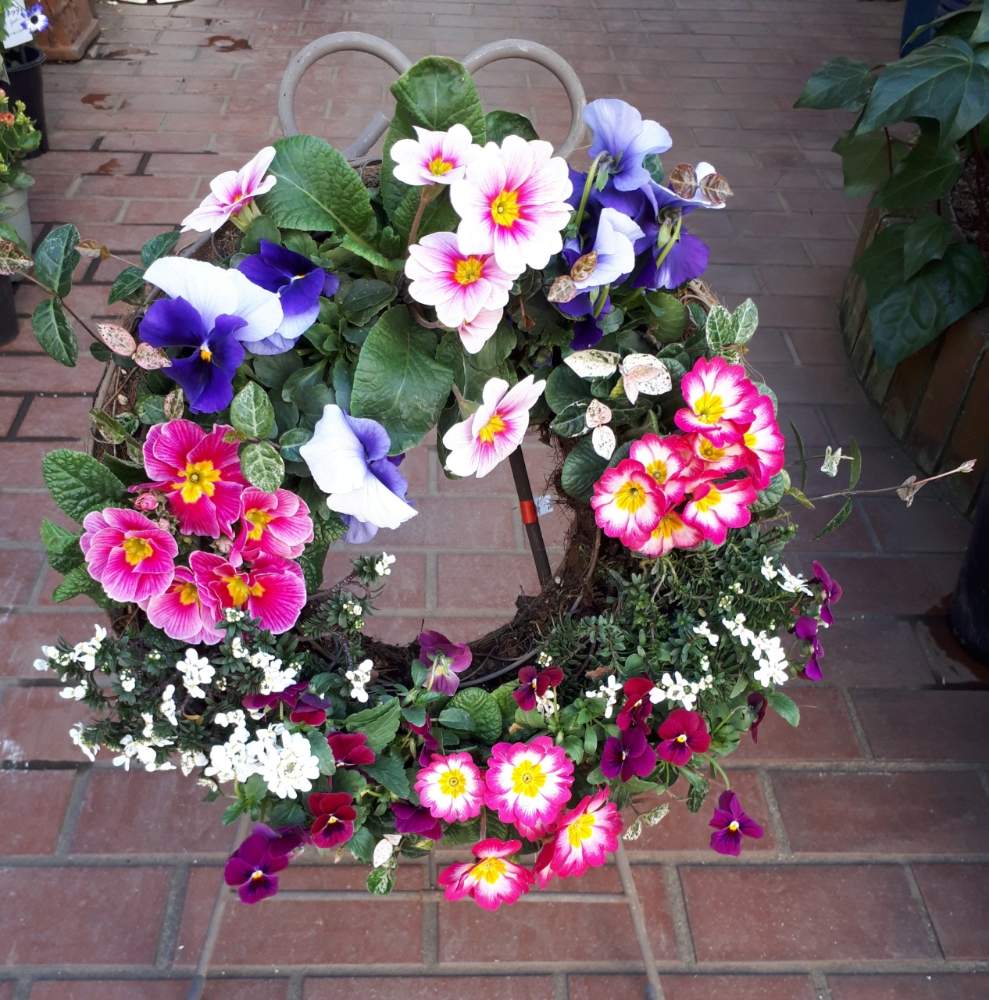 ハツユキカズラの投稿画像 By 株式会社 安藤植木店さん イベリスとビオラとパンジーとプリムラ ポリアンサと台東区とリースと花のある暮らし 19月1月17日 Greensnap グリーンスナップ