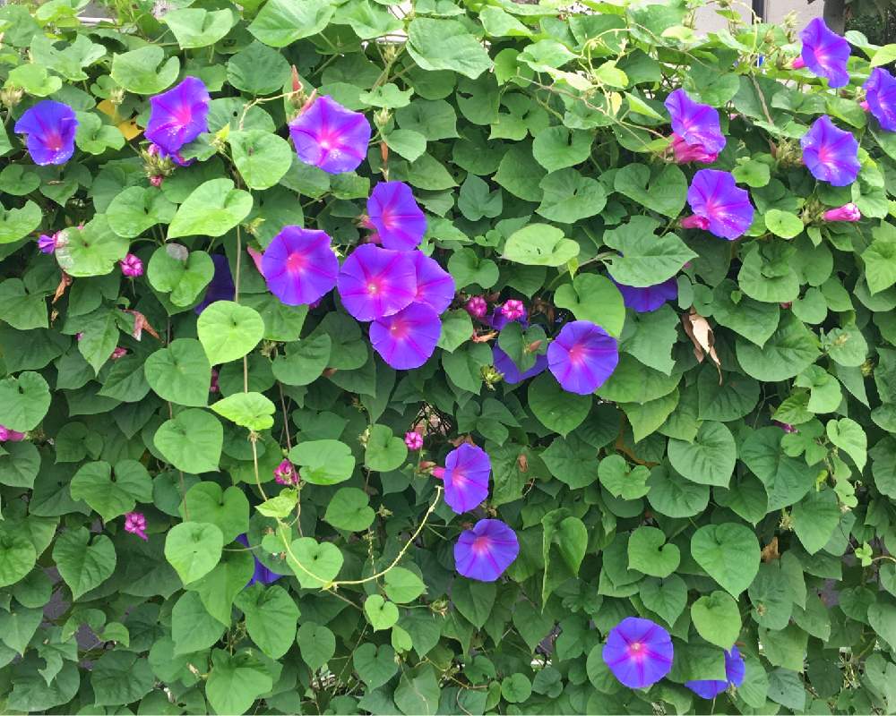 朝顔の投稿画像 By Kay Tama Gskさん カラフルと迫力の植物とgs映えと今日の一枚と青紫の花と京都と花のある暮らしとつる性とむらさき と神秘的 19月1月17日 Greensnap グリーンスナップ