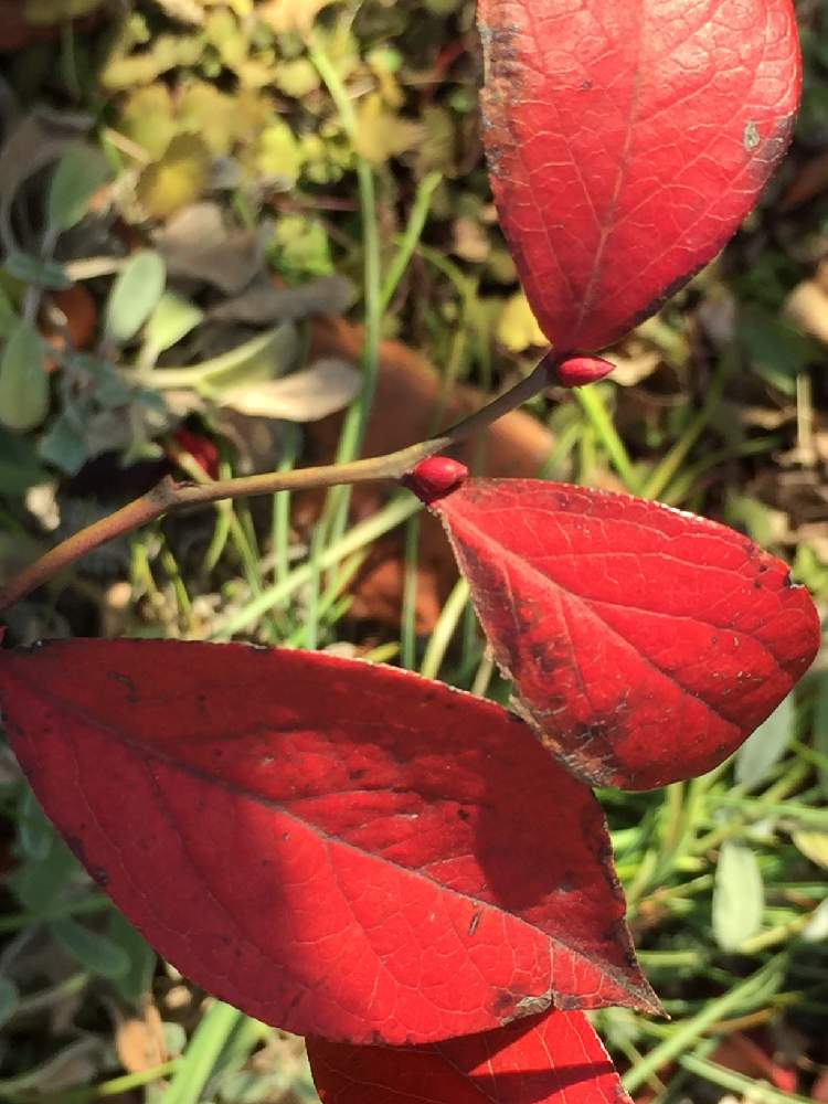 ブルーベリーの赤い葉の投稿画像 By 淳 こさん 19月1月17日 Greensnap グリーンスナップ