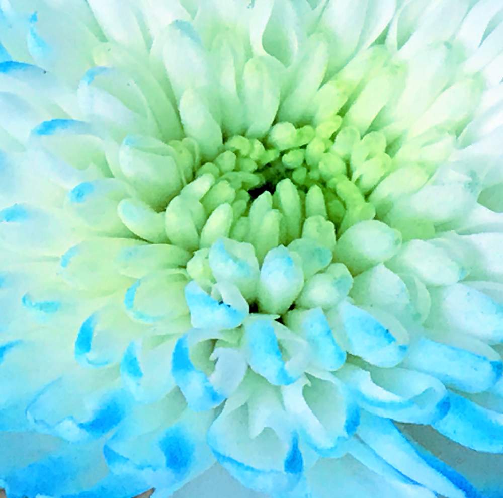 部屋の投稿画像 By ふゆざくらさん グラデーションと青い花と優しい花色と花のある暮らしとブルーの花と優しい色と切り花とグラデーションと青い花 と優しい花色と花のある暮らしとブルーの花と優しい色と切り花 19月1月17日 Greensnap グリーンスナップ