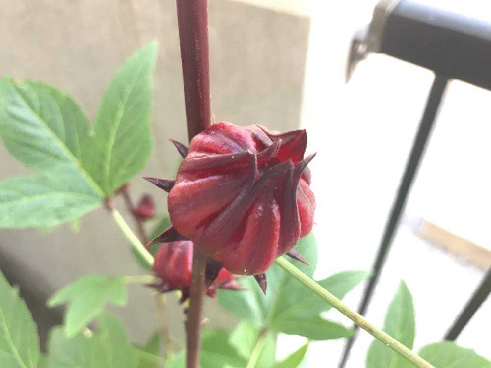 ローゼルハイビスカス 育つまでの栽培記録 Greensnap グリーンスナップ