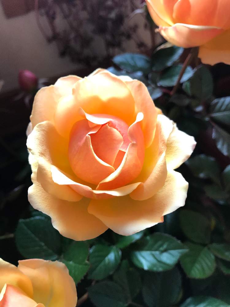 ミニバラ鉢植えの投稿画像 By ケーコさん 薔薇 ゴールドインフィニティとインフィニティローズ と鉢植えと花のある暮らしとバラ ミニバラとミニバラ鉢植えと薔薇 ゴールドインフィニティとインフィニティローズ と鉢植えと花のある暮らしとバラ ミニバラ 19月1月