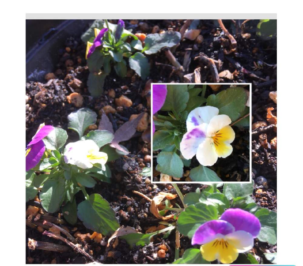 すべての花の画像 新鮮なビオラ 挿し芽 時期