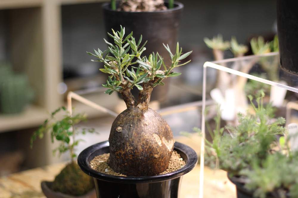 パキポディウム属の投稿画像 By コケモンさん グリーンインテリアと東北と冬型塊根とコーデックスとパキポと塊根植物とパキポディウム ブレビカウレと珍奇 植物と仙台とインテリアグリーンとバルコニスト 19月1月18日 Greensnap グリーンスナップ