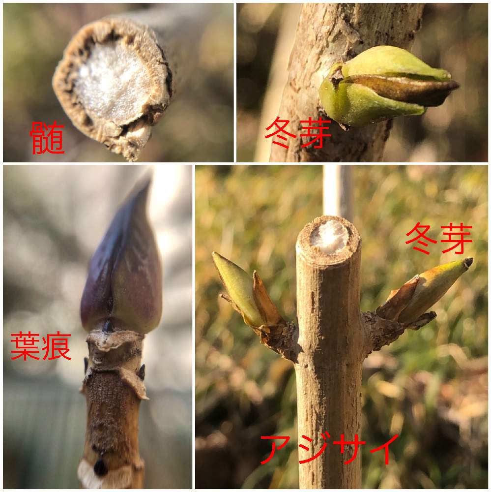 アジサイ科の投稿画像 By まるちゃんさん アジサイ属と冬芽 19月1月18日 Greensnap グリーンスナップ