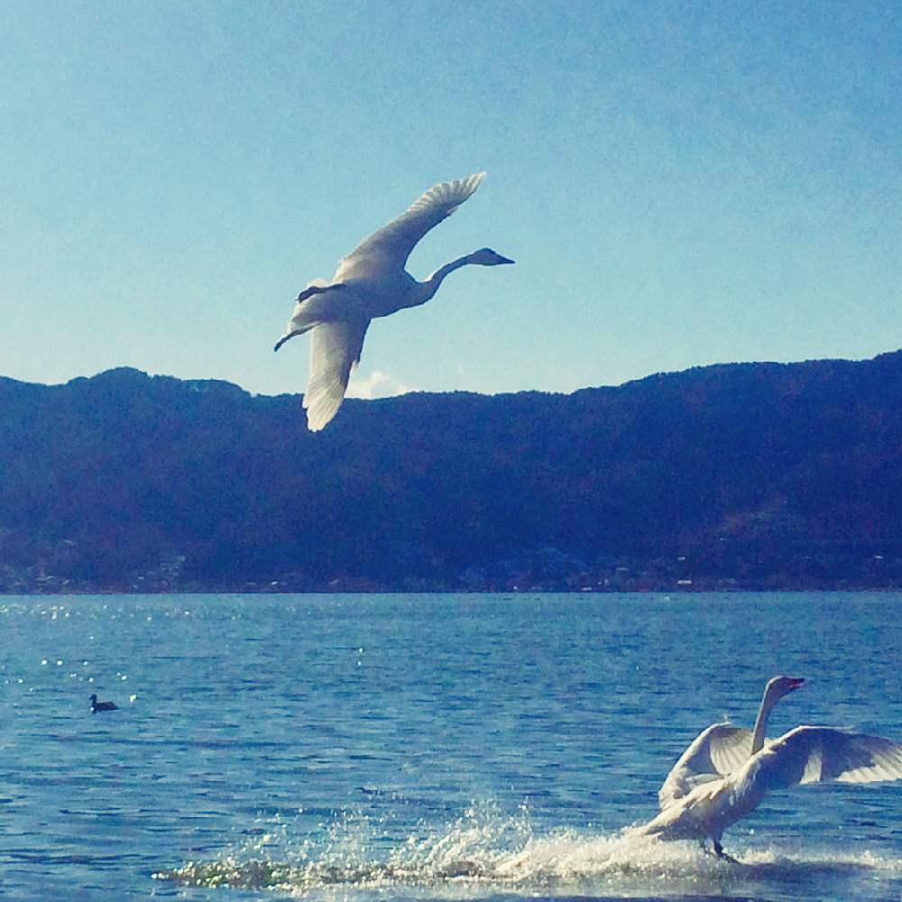 白鳥の飛来の投稿画像 By 日曜大工さん 諏訪湖と野鳥のいる風景 19月1月19日 Greensnap グリーンスナップ