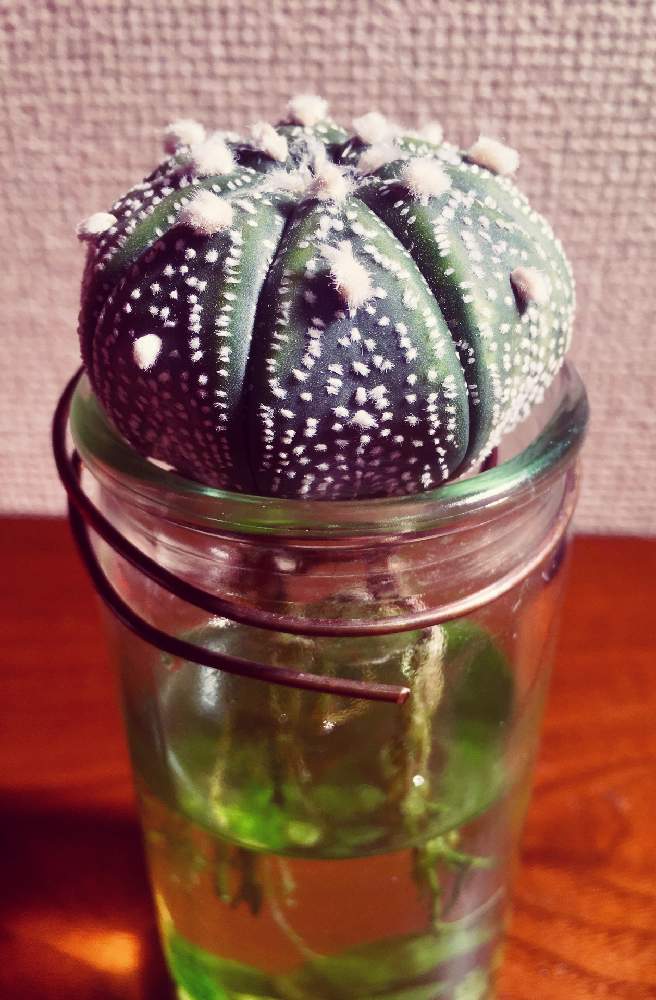 サボテンの投稿画像 By Neiranaさん 兜丸と部屋と多肉植物とサボテン水耕栽培とサボテン科とアストロフィツム属と成長記録とサボテン 水栽培と多肉植物とサボテン水耕栽培とサボテン科とアストロフィツム属と成長記録とサボテン水栽培 19月1月19日 Greensnap