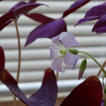 紫の舞の画像 by みぃさん | インテリアとオキザリスと紫の舞と鉢植えと成長記録と可愛いと花のある暮らしと小さな花