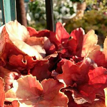 ヒューケラメープルファッジの画像 by ライムライトさん | 小さな庭とヒューケラとカラーリーフとナチュラルガーデンと植中毒とヒューケラメープルファッジと花のある暮らし