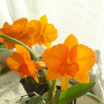 オレンジ色の蘭の投稿画像一覧 Greensnap グリーンスナップ