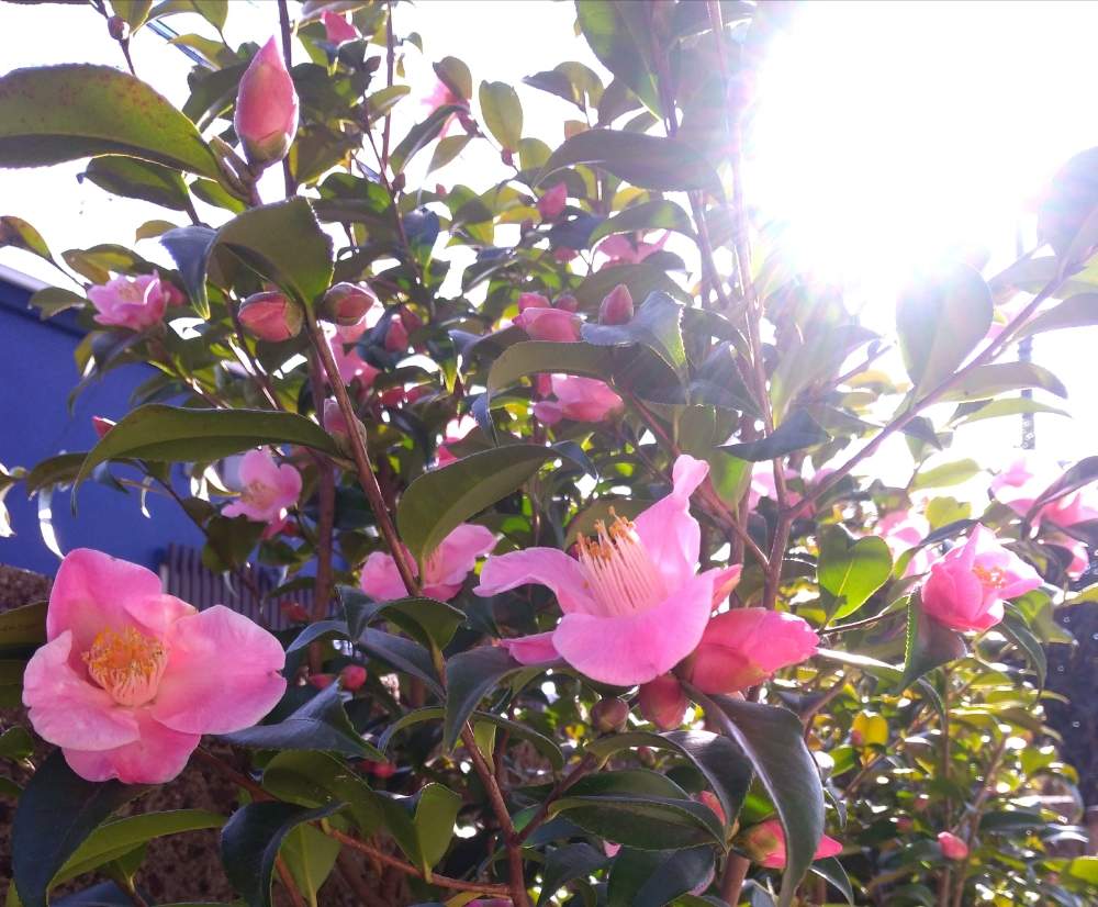 ツバキの投稿画像 By ミキさん 椿の花と冬の花と花木と庭木とチューリップ咲き とガーデニングと咲いた 19月1月19日 Greensnap グリーンスナップ