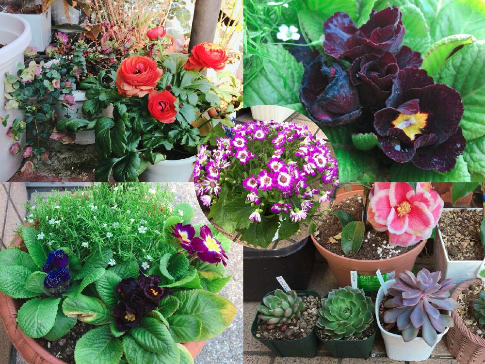 プリムラジュリアン ザッハトルテの投稿画像 By なおっちさん ジュリアンとラナンキュラスとオレガノ ケントビューティーとかすみ草とセネッティーと多肉と多肉植物とオレガノケントビューティー と植物のある暮らしとサイネリア と ラナンキュラスとセネッティと