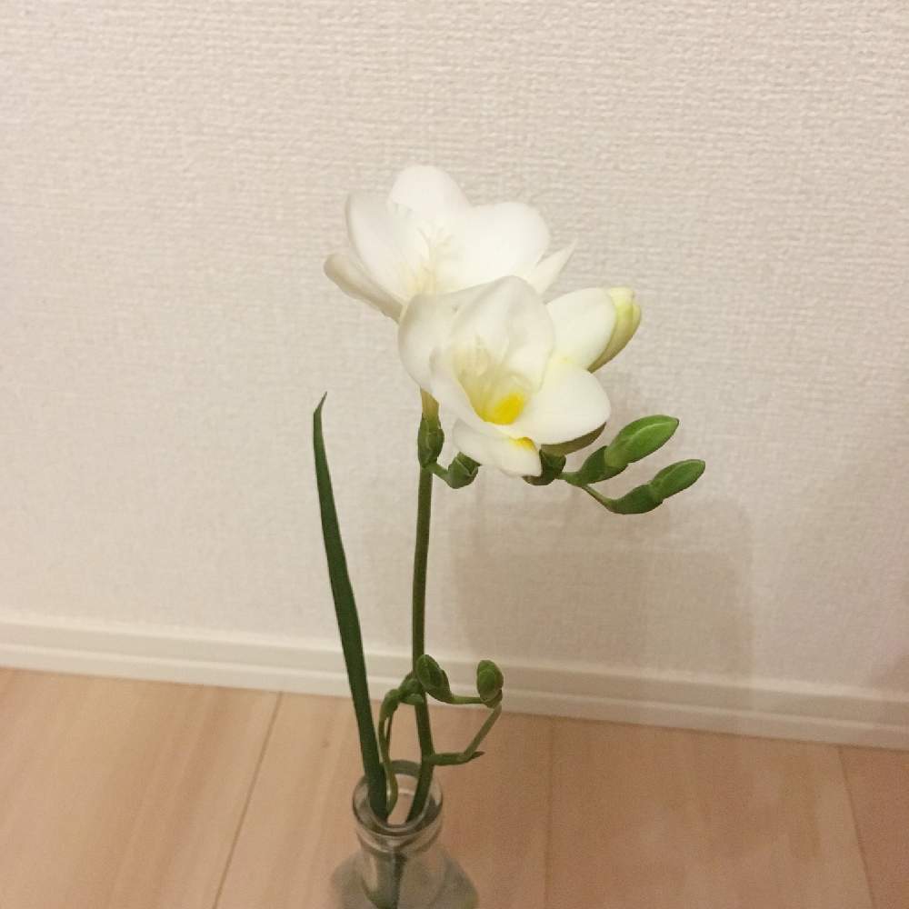 フリージアの投稿画像 By Nyatsu さん 花のある暮らしと一輪の花と初心者です 19月1月19日 Greensnap グリーンスナップ