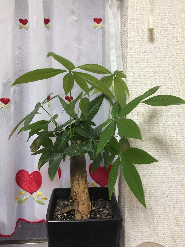 観葉植物の投稿画像 By つくしさん パキラ記録とパキラの成長がとまらないと花のある暮らしと花は癒やし 19月1月日 Greensnap グリーンスナップ