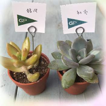 ホームセンターコメリの投稿画像一覧 Greensnap グリーンスナップ