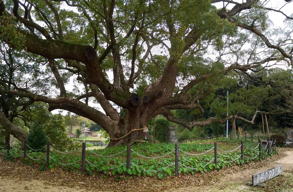 クスノキの投稿画像 By ねこたんぽさん 下関 彦島の風景と樹木と巨木 19月1月日 Greensnap グリーンスナップ