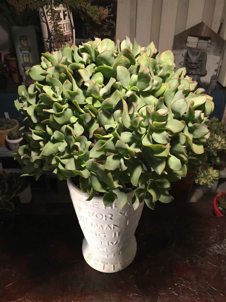 多肉植物 ブルーリボン Lidofoundation Org Uk