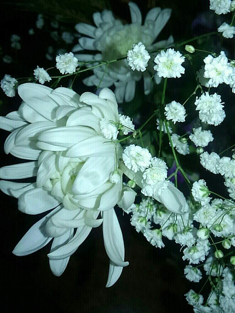 白い花の投稿画像 By マヤさん キク科と花のある暮らし 19月1月日 Greensnap グリーンスナップ