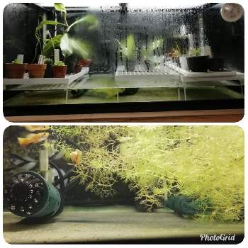 グッピーと水草の画像 by leuco♂さん | バルコニー/ベランダとグッピーと水草と食虫植物