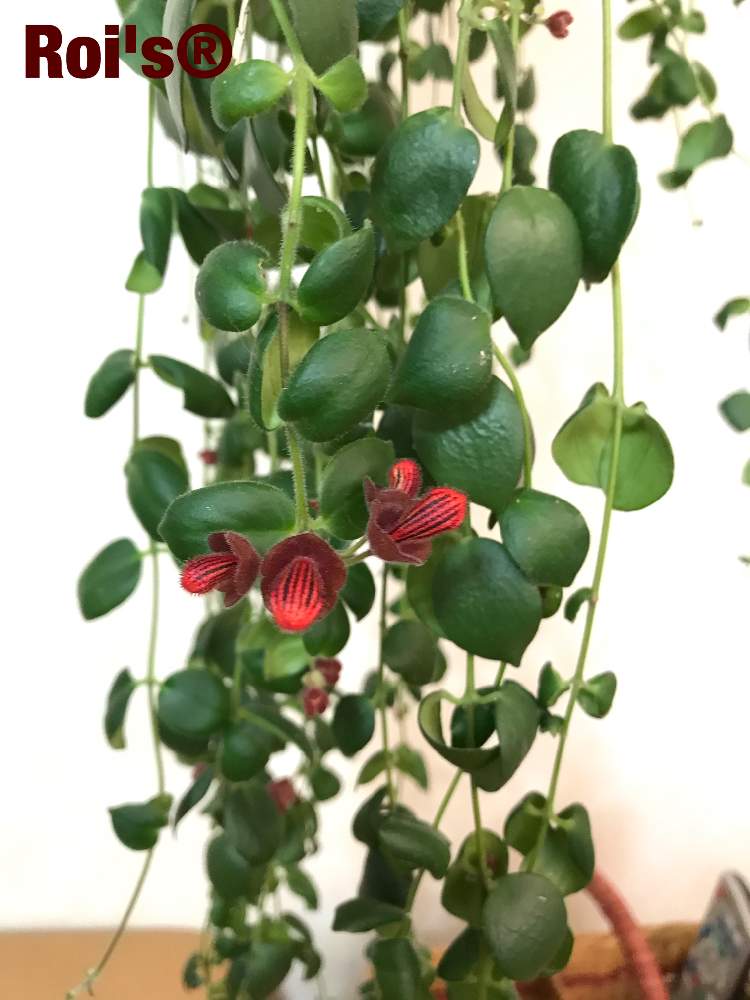 エスキナンサストリコロールの投稿画像 By Roiさん 花のある暮らしと花が咲いたとグリーングリーン と垂れ下がり植物 19月1月21日 Greensnap グリーンスナップ
