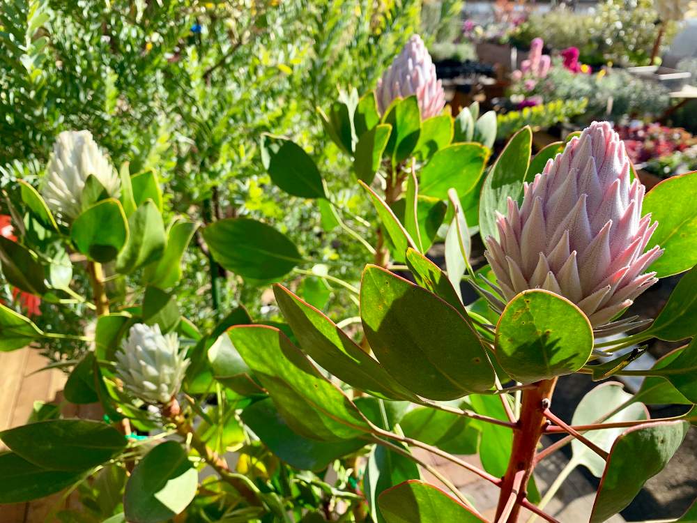 バルコニー ベランダの投稿画像 By Flower Villageさん 花芽と植物男子と園芸店とプロテア属と南アフリカ原産と植中毒とプロテア キングホワイトとプロテア苗とフラワービレッジとオーストラリアと植物女子とキングプロテア と観葉植物のある暮らしとオーストラリア