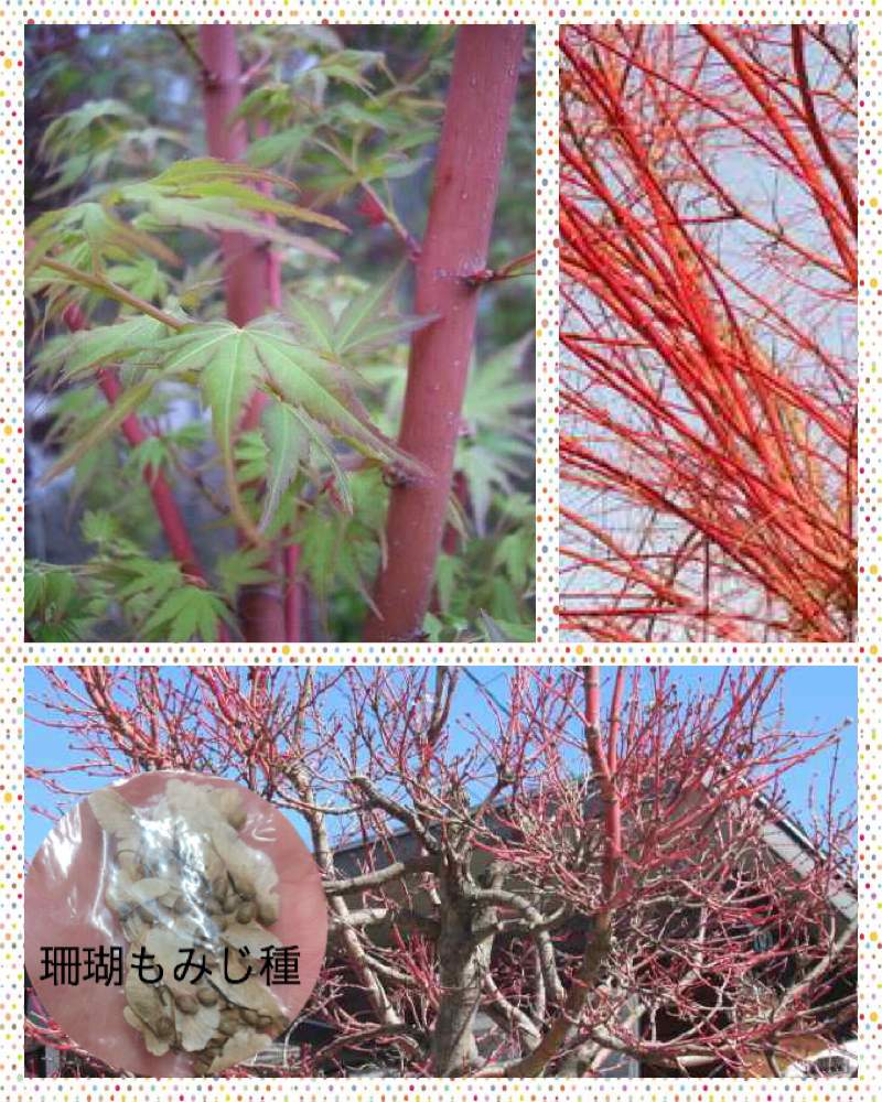 サンゴモミジの投稿画像 By なおっちさん モミジと珍奇植物と植物のある暮らしともみじ 19月1月21日 Greensnap グリーンスナップ