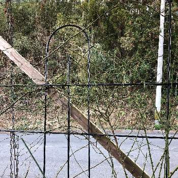 つる薔薇の剪定と誘引の投稿画像一覧 Greensnap グリーンスナップ