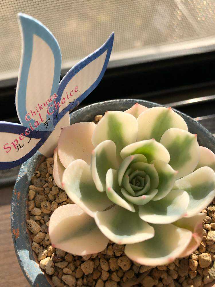 Misakiのルノーディーン育成記録｜🍀GreenSnap（グリーンスナップ）